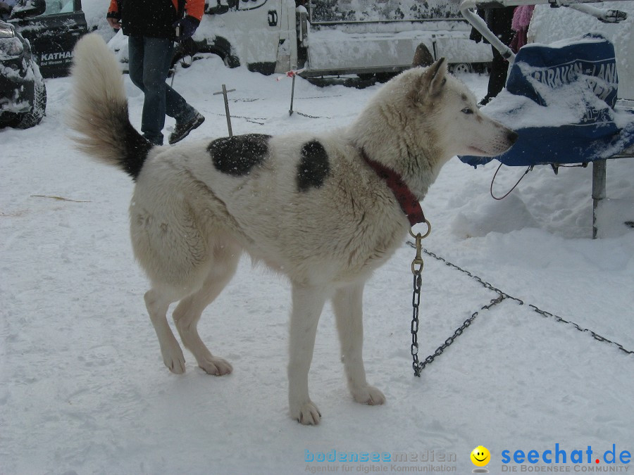 Internationales Schlittenhunderennen: Todtmoos im Schwarzwald, 31.01.2010