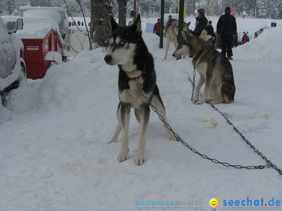 Internationales Schlittenhunderennen: Todtmoos im Schwarzwald, 31.01.2010