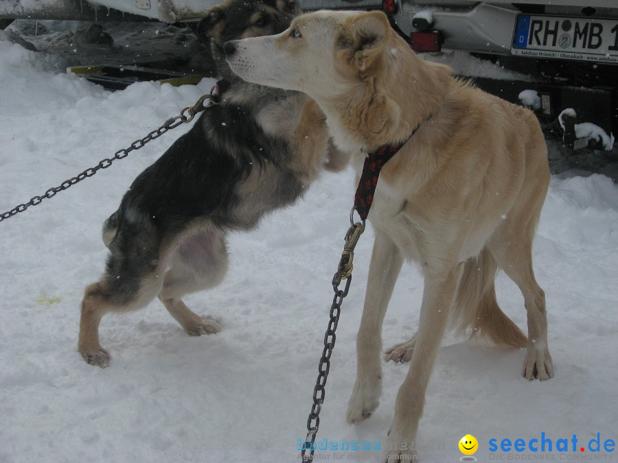 Internationales Schlittenhunderennen: Todtmoos im Schwarzwald, 31.01.2010