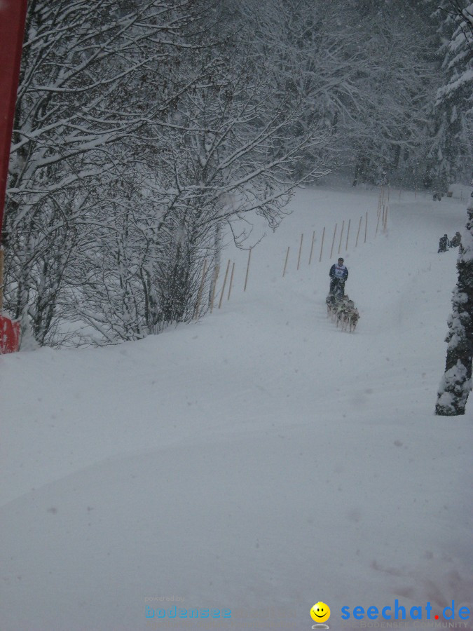 Internationales Schlittenhunderennen: Todtmoos im Schwarzwald, 31.01.2010