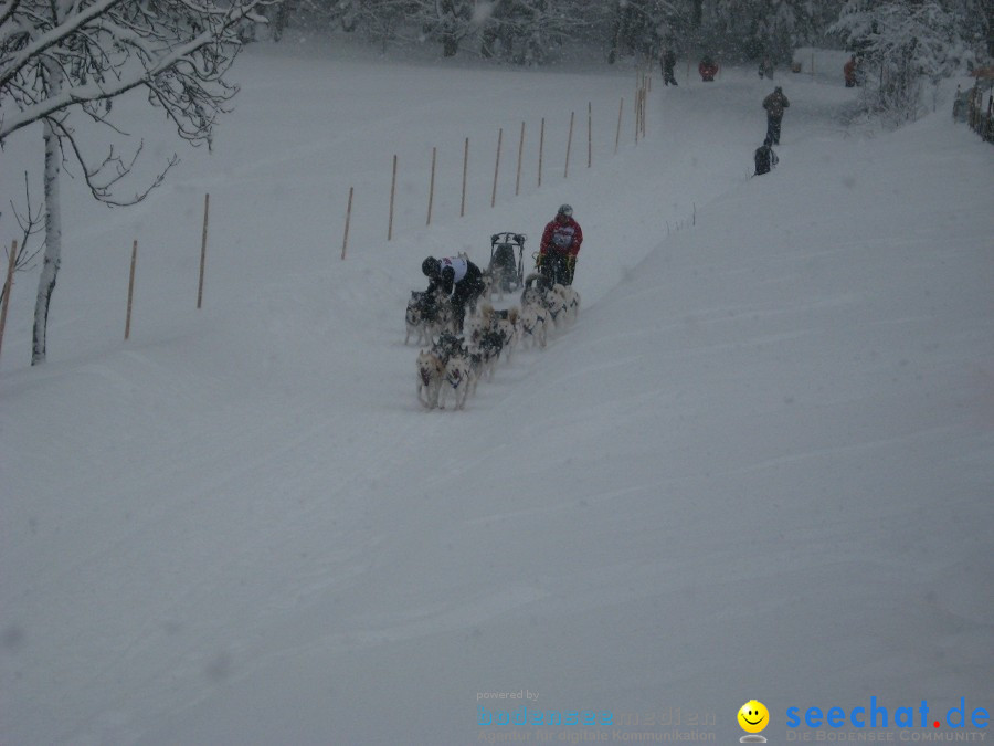 Internationales Schlittenhunderennen: Todtmoos im Schwarzwald, 31.01.2010