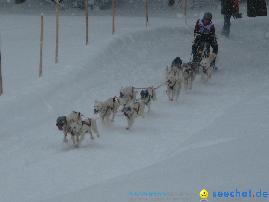 Internationales Schlittenhunderennen: Todtmoos im Schwarzwald, 31.01.2010