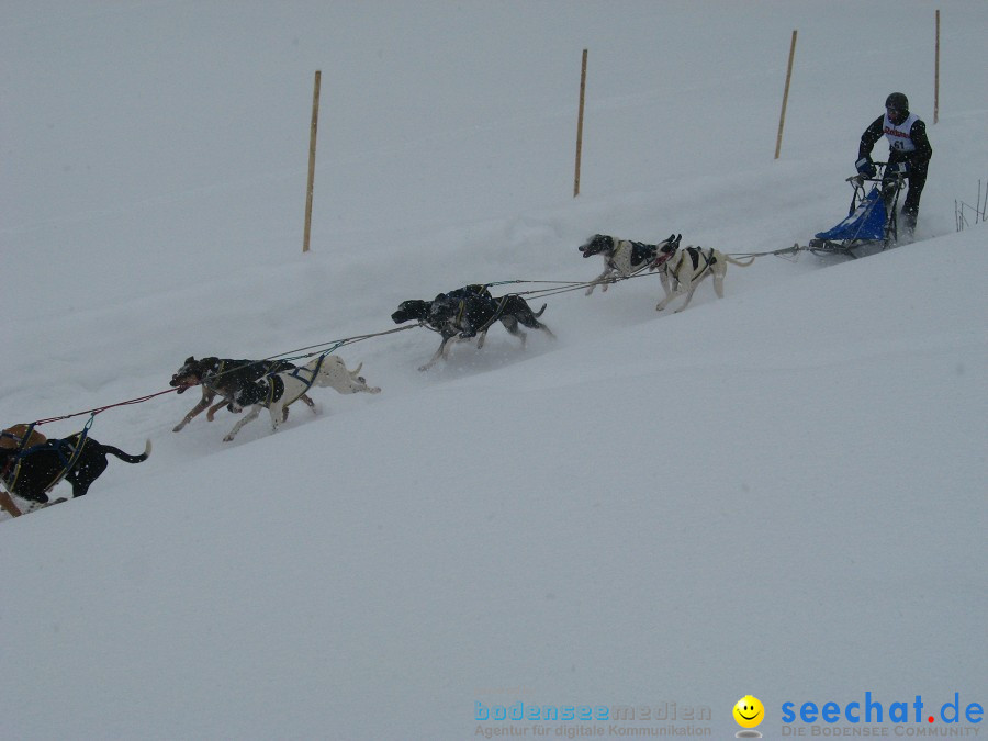 Internationales Schlittenhunderennen: Todtmoos im Schwarzwald, 31.01.2010