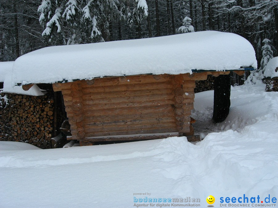 Internationales Schlittenhunderennen: Todtmoos im Schwarzwald, 31.01.2010