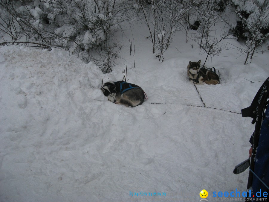 Internationales Schlittenhunderennen: Todtmoos im Schwarzwald, 31.01.2010