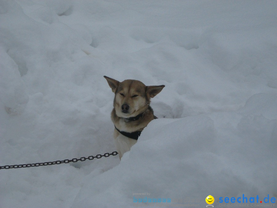 Internationales Schlittenhunderennen: Todtmoos im Schwarzwald, 31.01.2010