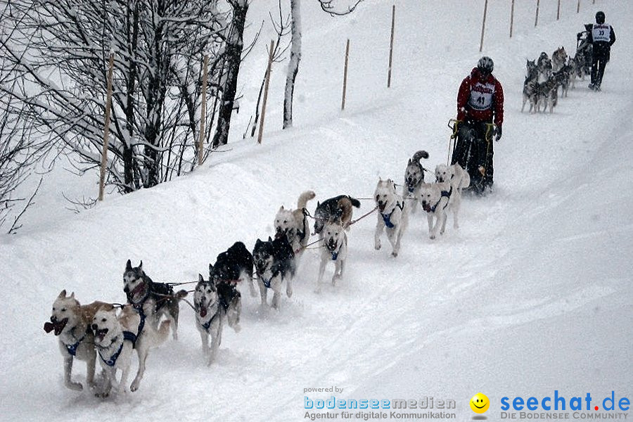 Internationales Schlittenhunderennen: Todtmoos im Schwarzwald, 31.01.2010