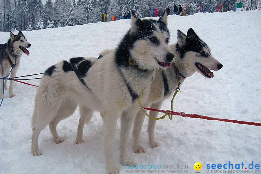 Internationales Schlittenhunderennen: Todtmoos im Schwarzwald, 31.01.2010