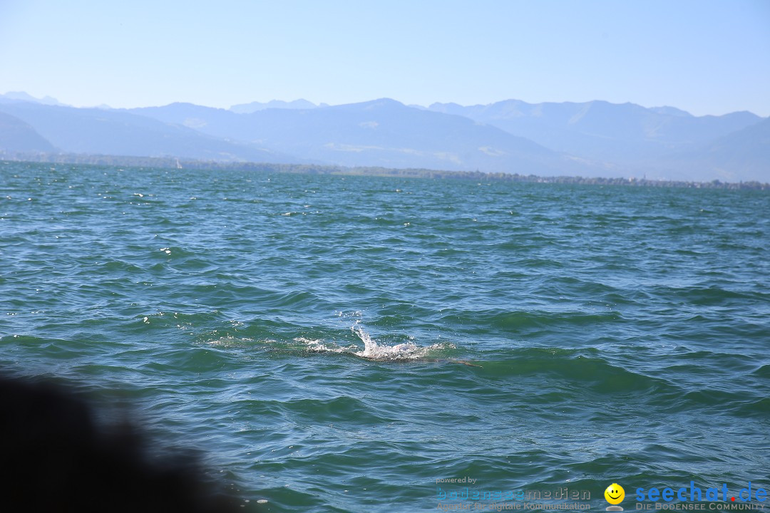 BODENSEEBOOT Bodensee Querung, Prabhat Koli: Lindau-Rorschach, 17.07.17