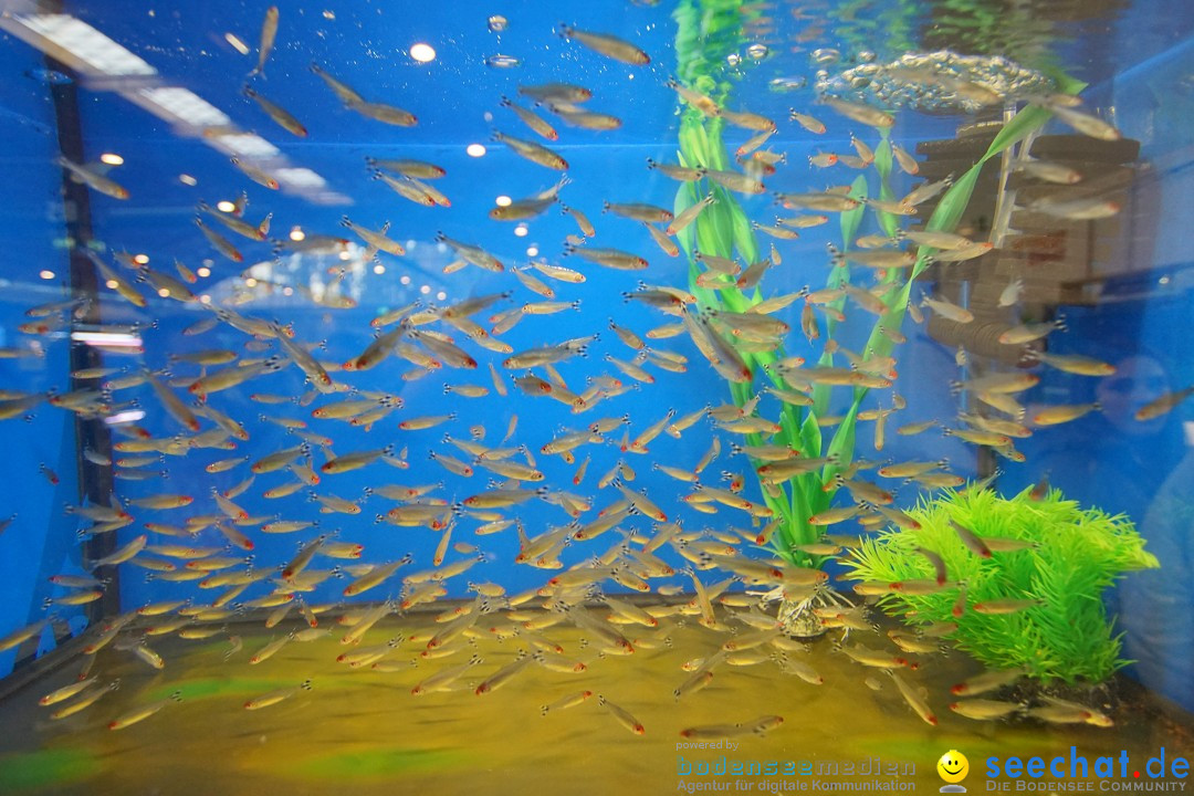 AQUA-FISCH - Internationale Aquaristik-Messe: Friedrichshafen, 11.03.2018