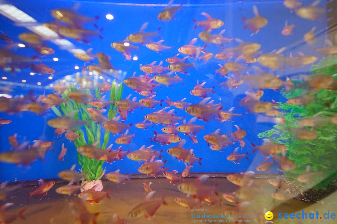 AQUA-FISCH - Internationale Aquaristik-Messe: Friedrichshafen, 11.03.2018