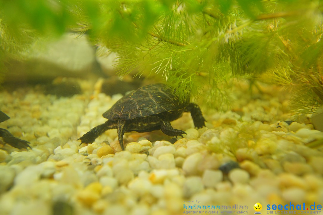 AQUA-FISCH - Internationale Aquaristik-Messe: Friedrichshafen, 11.03.2018