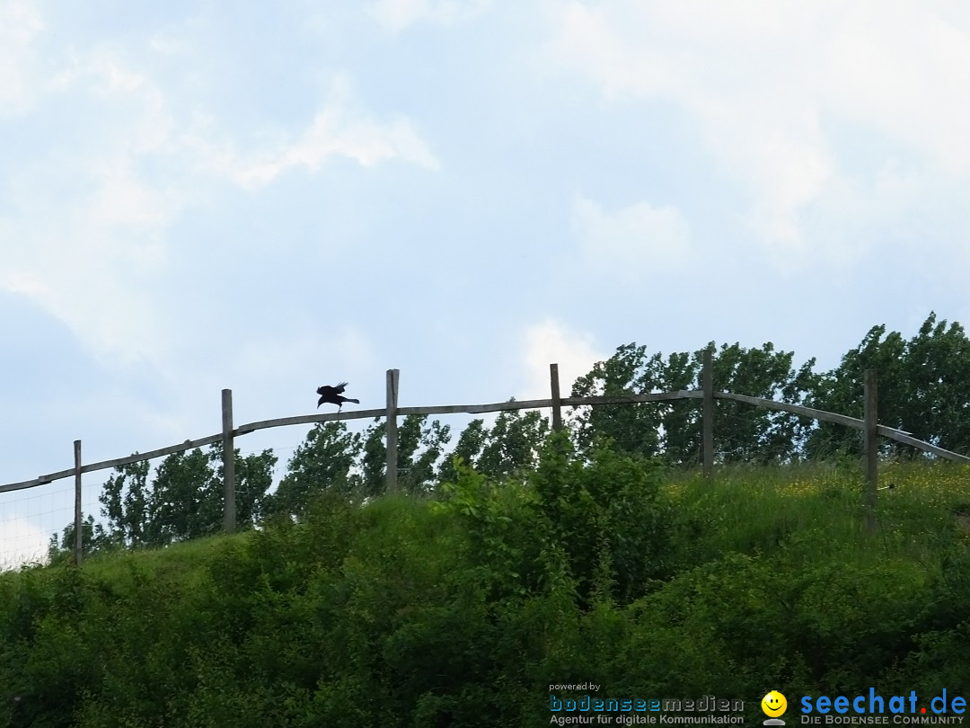 Zeitreise Heuneburg - Herbertingen, 21.05.2018