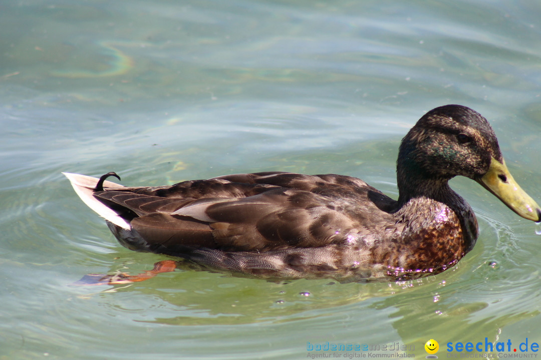 Internationale Bodenseewoche: Konstanz am Bodensee, 26.05.2018