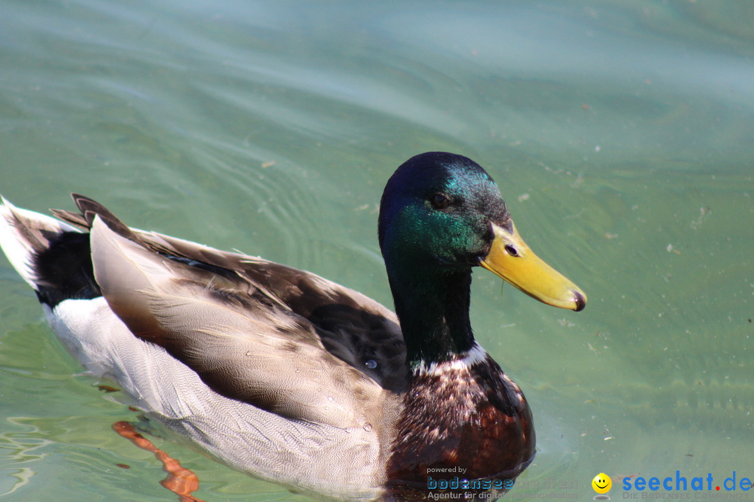 Internationale Bodenseewoche: Konstanz am Bodensee, 26.05.2018