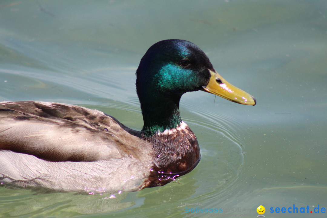 Internationale Bodenseewoche: Konstanz am Bodensee, 26.05.2018