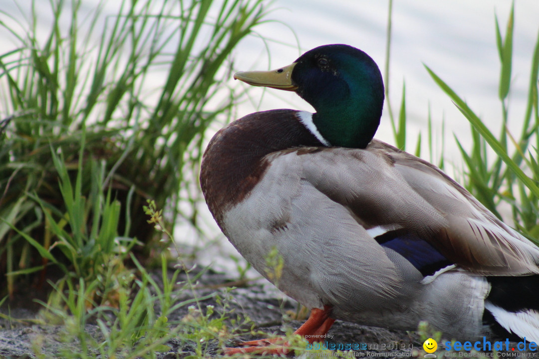 Internationale Bodenseewoche: Konstanz am Bodensee, 26.05.2018