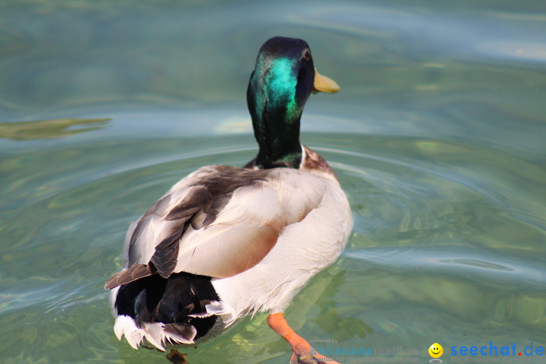 Internationale Bodenseewoche: Konstanz am Bodensee, 26.05.2018