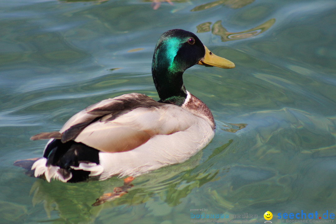 Internationale Bodenseewoche: Konstanz am Bodensee, 26.05.2018