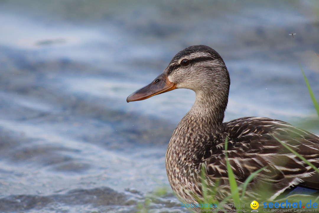 Internationale Bodenseewoche: Konstanz am Bodensee, 26.05.2018