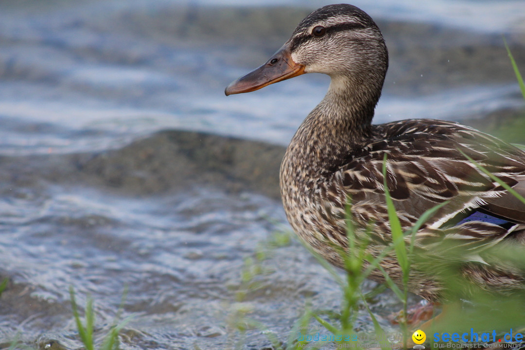 Internationale Bodenseewoche: Konstanz am Bodensee, 26.05.2018