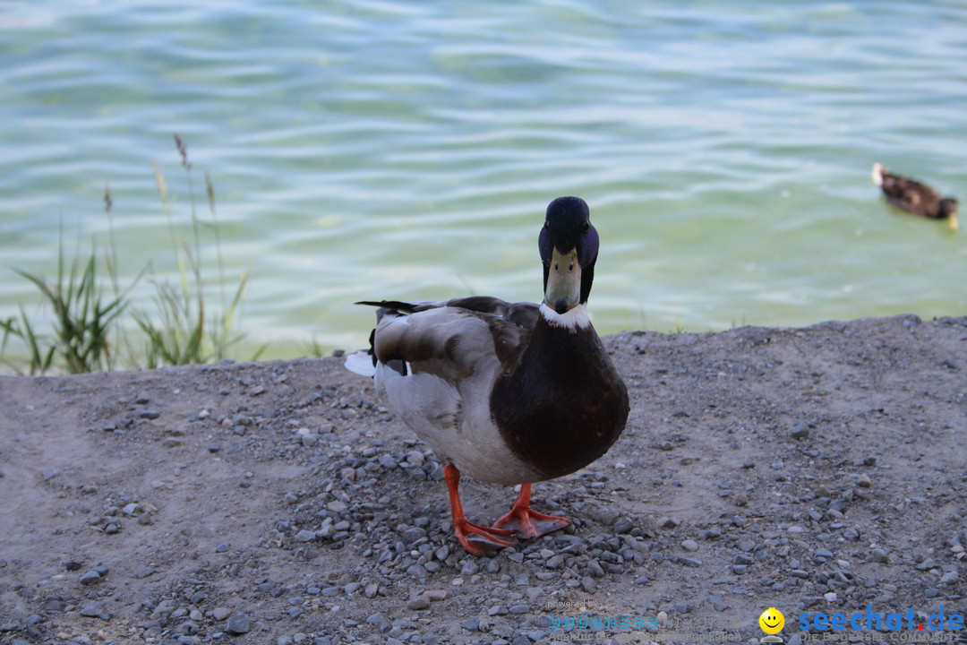 Internationale Bodenseewoche: Konstanz am Bodensee, 26.05.2018