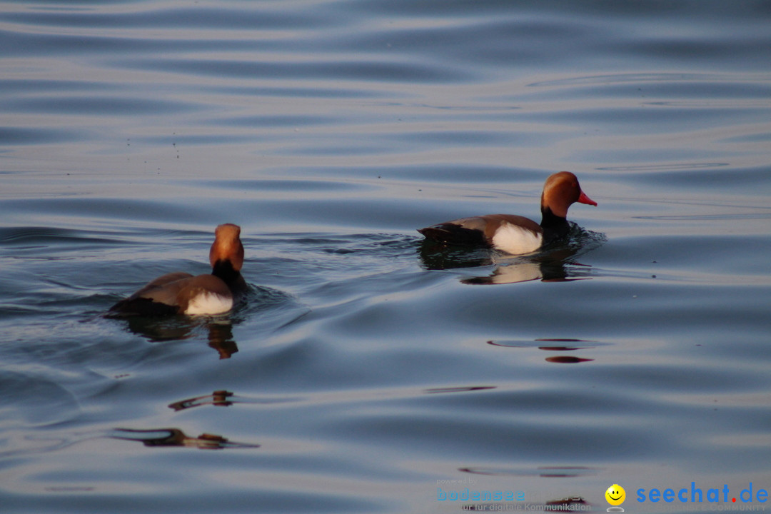 Internationale Bodenseewoche: Konstanz am Bodensee, 26.05.2018