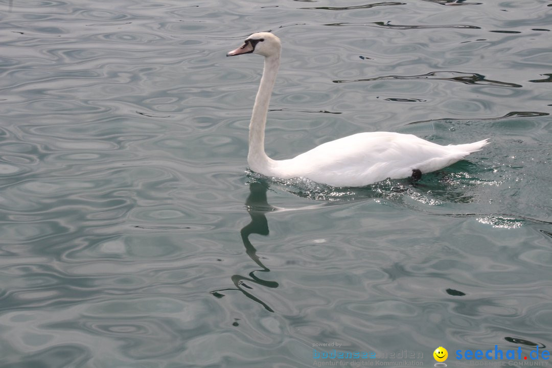 54. Zuercher Limmatschwimmen: Zuerich - Schweiz, 18.08.2018