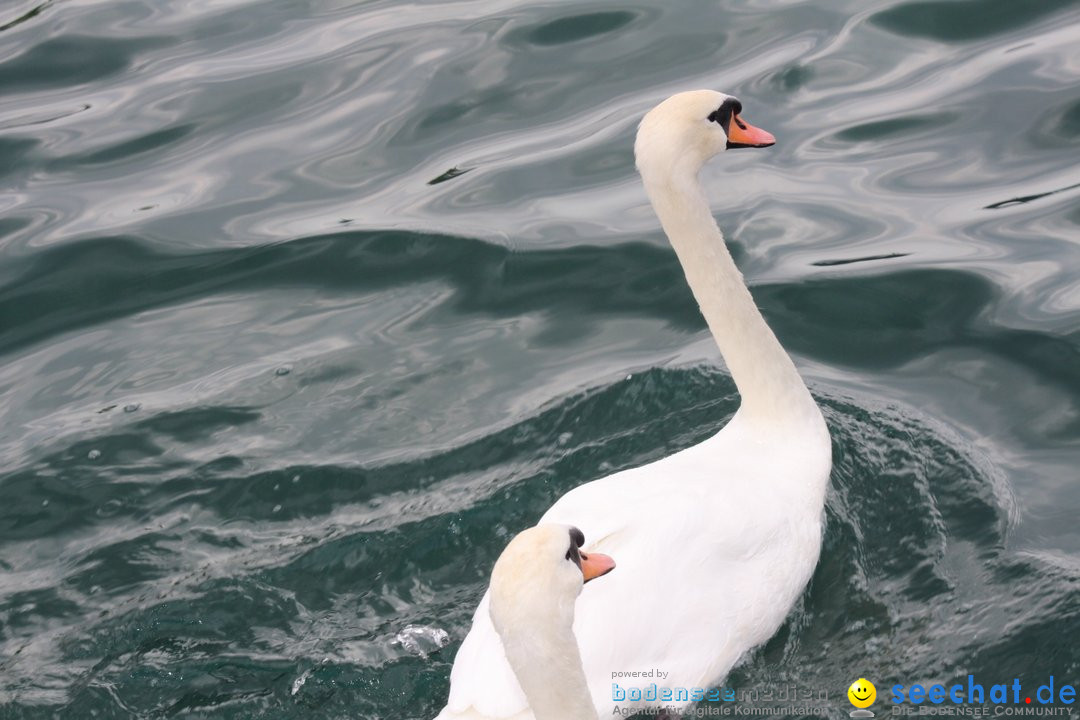 54. Zuercher Limmatschwimmen: Zuerich - Schweiz, 18.08.2018