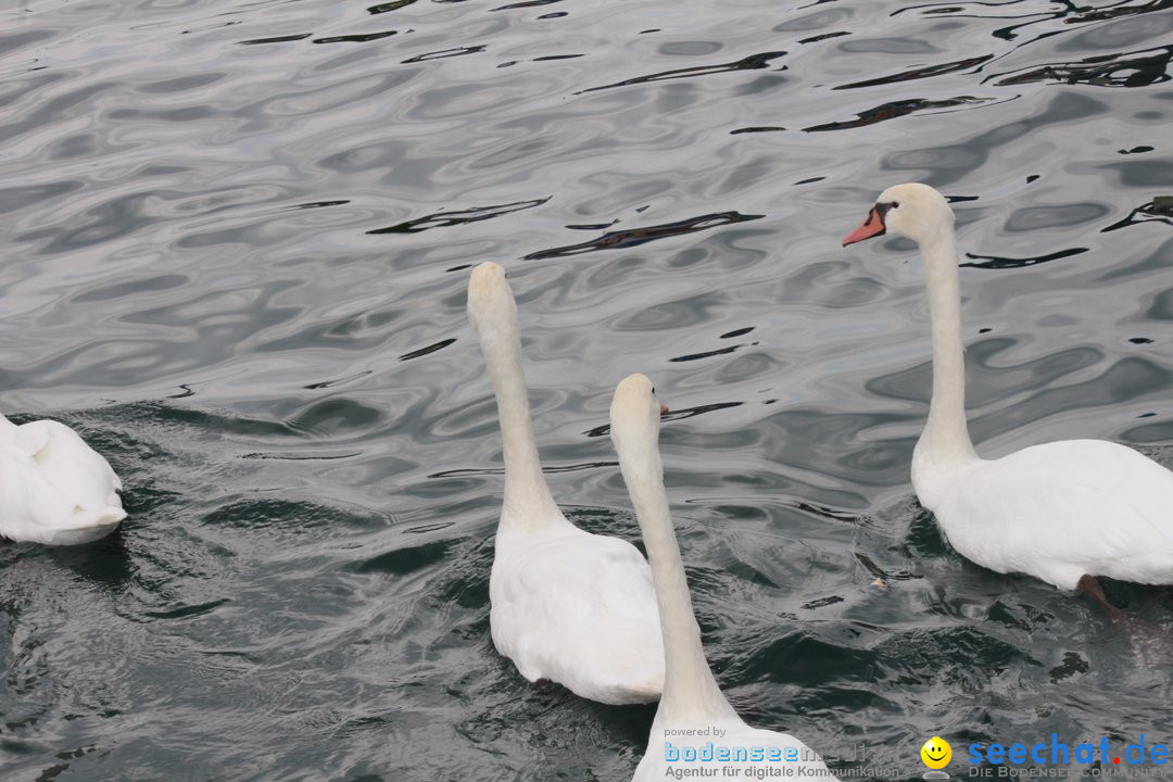 54. Zuercher Limmatschwimmen: Zuerich - Schweiz, 18.08.2018