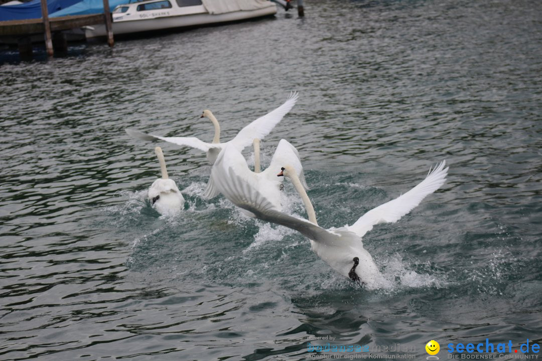 54. Zuercher Limmatschwimmen: Zuerich - Schweiz, 18.08.2018