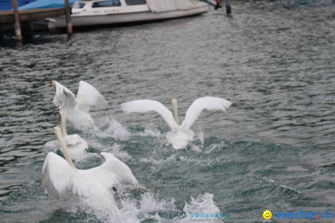 54. Zuercher Limmatschwimmen: Zuerich - Schweiz, 18.08.2018