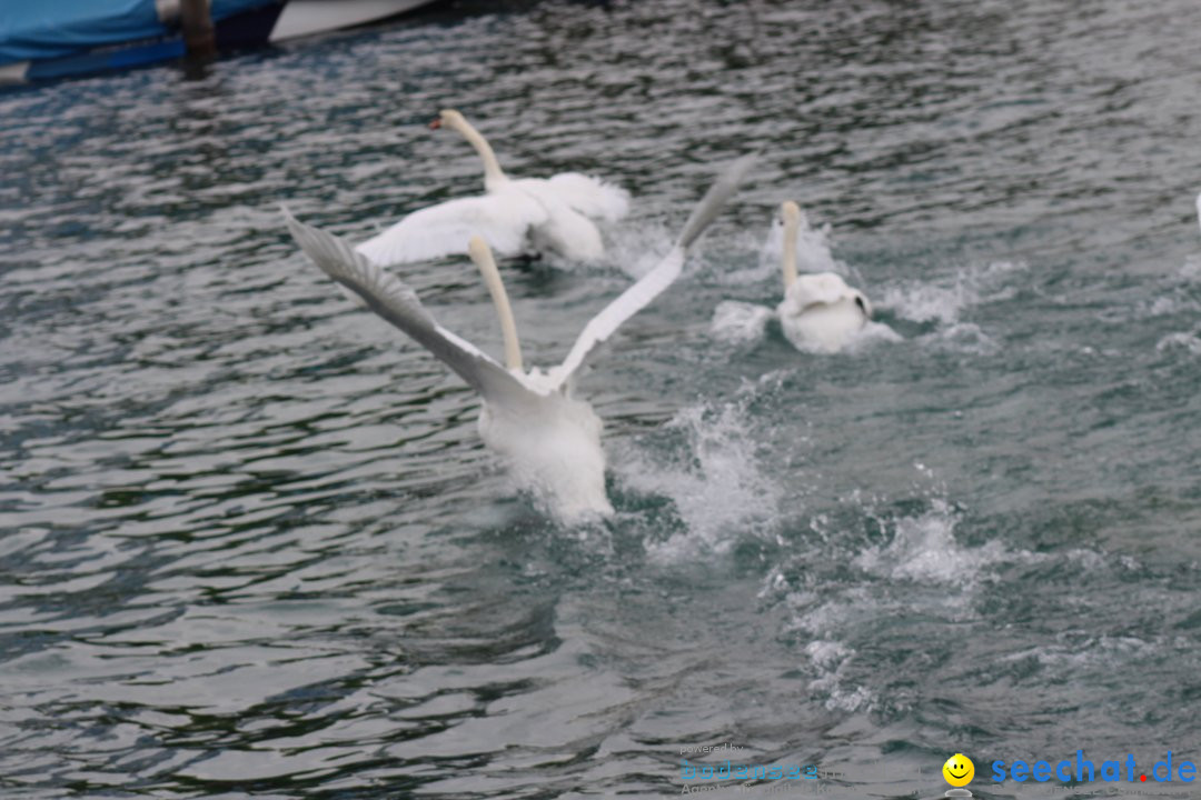 54. Zuercher Limmatschwimmen: Zuerich - Schweiz, 18.08.2018