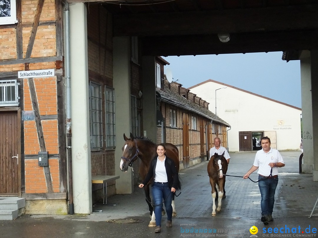 Fohlenmarkt: Riedlingen, 23.08.2018