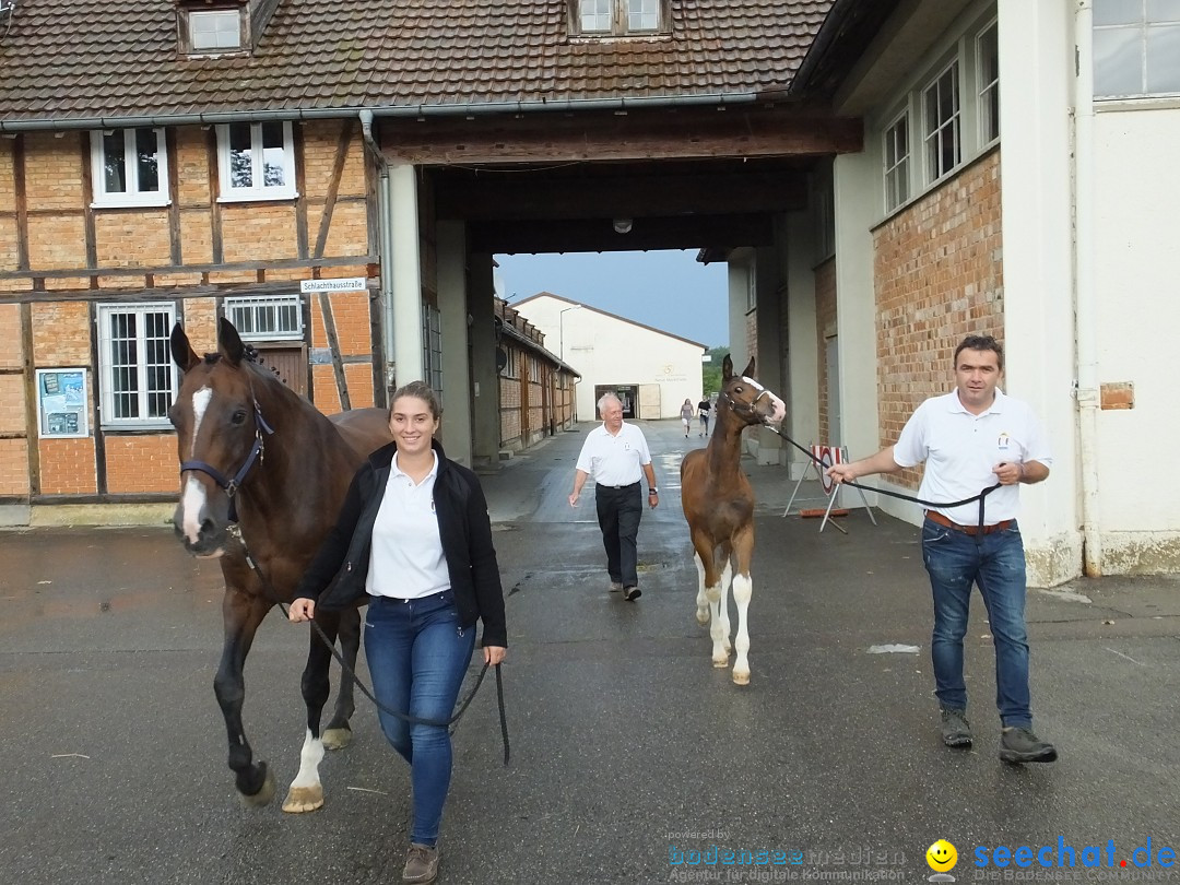 Fohlenmarkt: Riedlingen, 23.08.2018