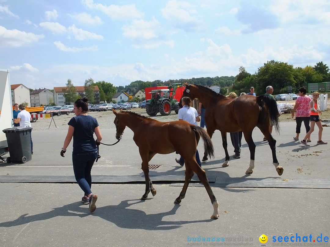 Fohlenmarkt: Riedlingen, 23.08.2018