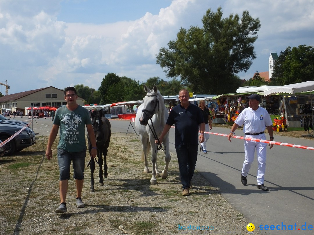 Fohlenmarkt: Riedlingen, 23.08.2018