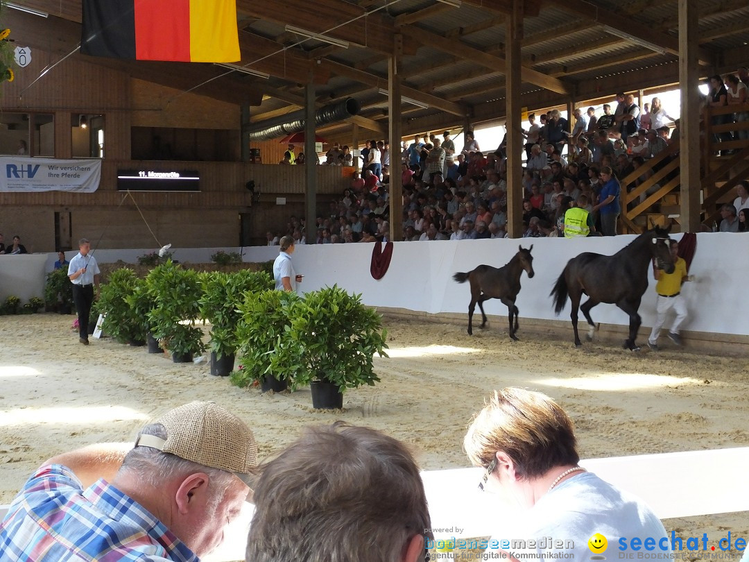 Fohlenmarkt: Riedlingen, 23.08.2018