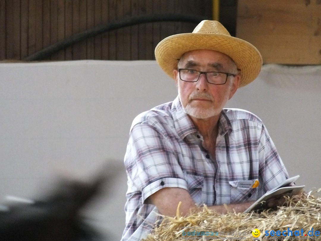 Fohlenmarkt: Riedlingen, 23.08.2018