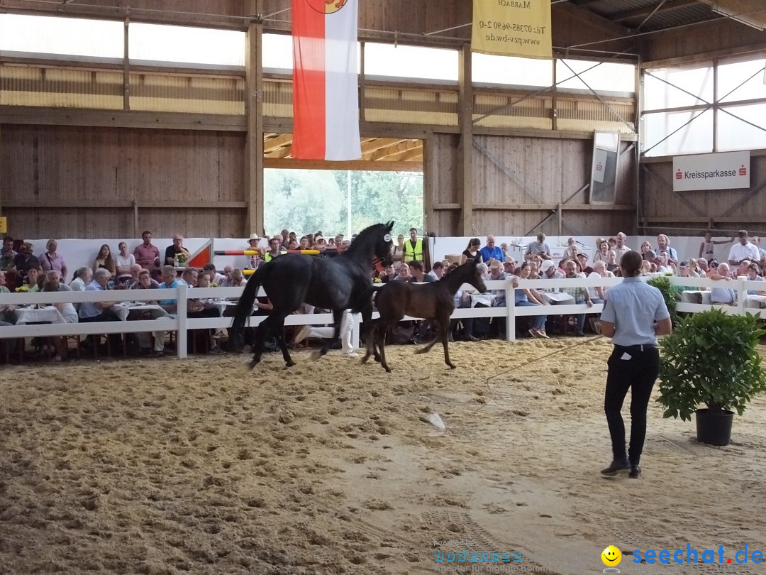 Fohlenmarkt: Riedlingen, 23.08.2018