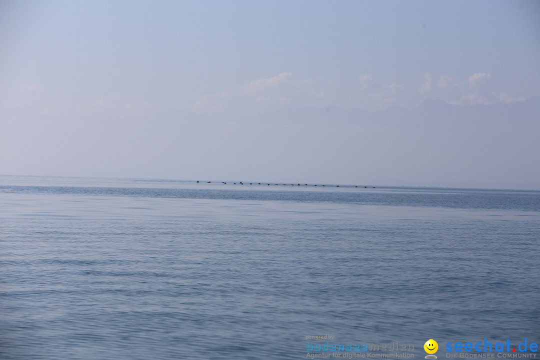 BODENSEEBOOT Breitenquerung, Katja Rauch: Friedrichshafen, 05.09.2018