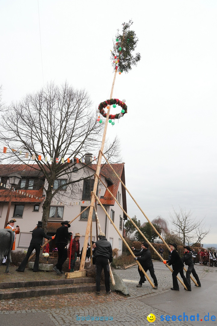 Narrenbaumstellen: Berg am Bodensee, 26.01.2019