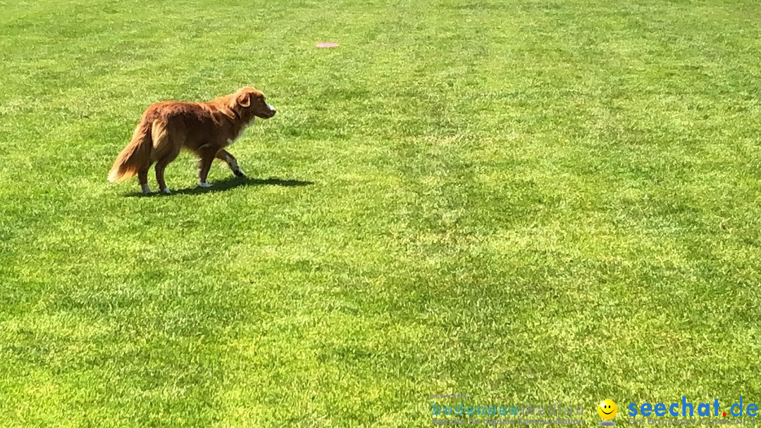 Hundeshow: Rorschach, 19.05.2019