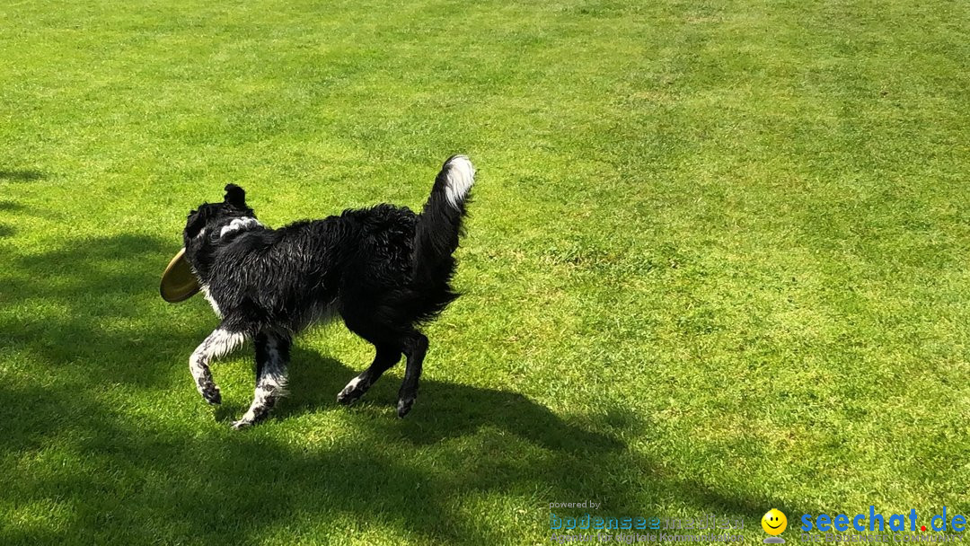 Hundeshow: Rorschach, 19.05.2019