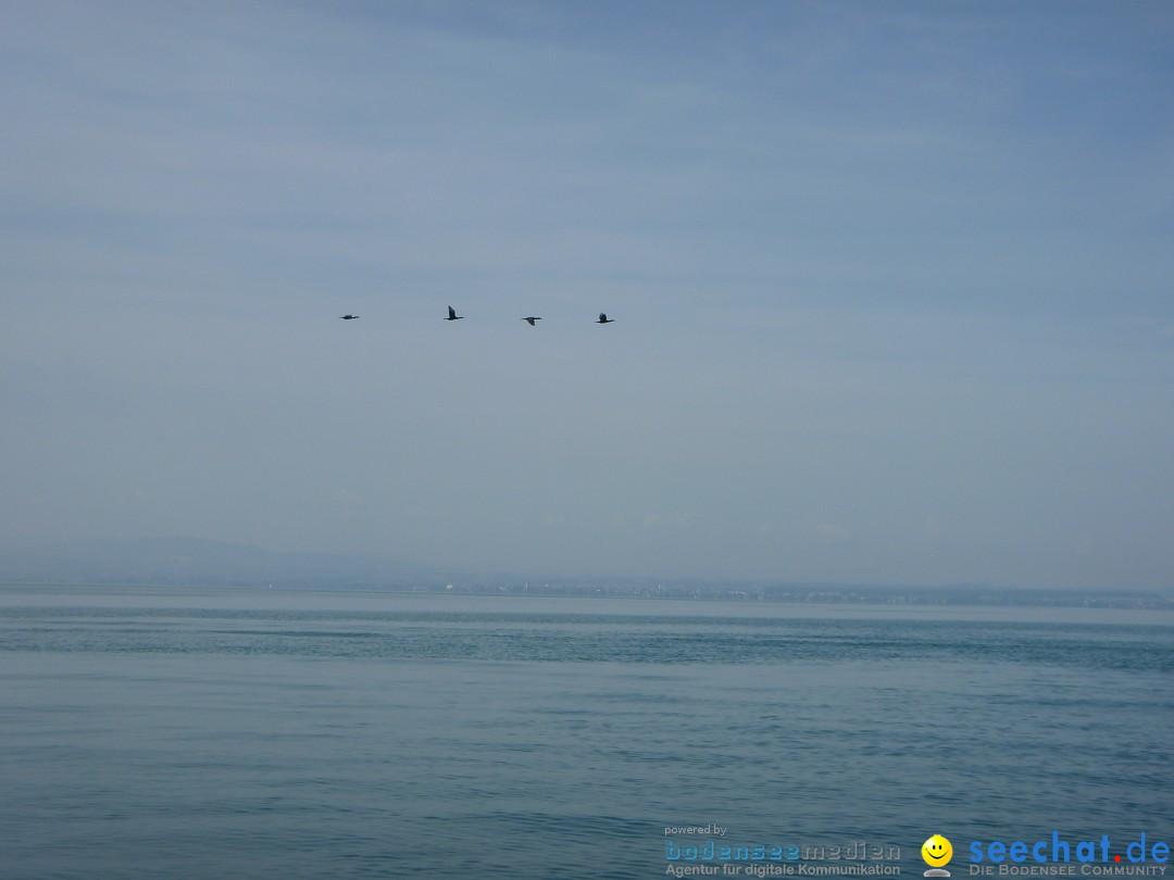 BODENSEEBOOT Breitenquerung, Juergen Genendsch: Friedrichshafen, 22.07.19