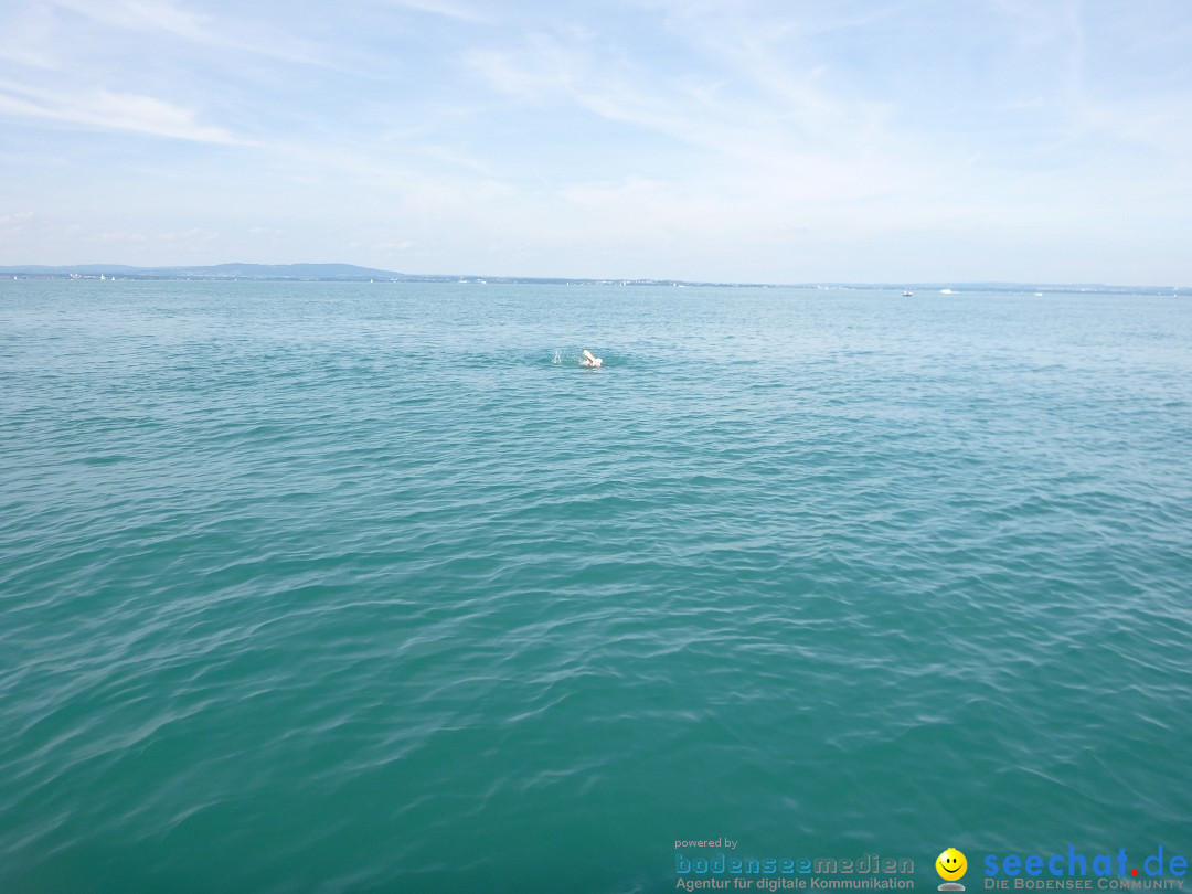 BODENSEEBOOT Breitenquerung, Juergen Genendsch: Friedrichshafen, 22.07.19