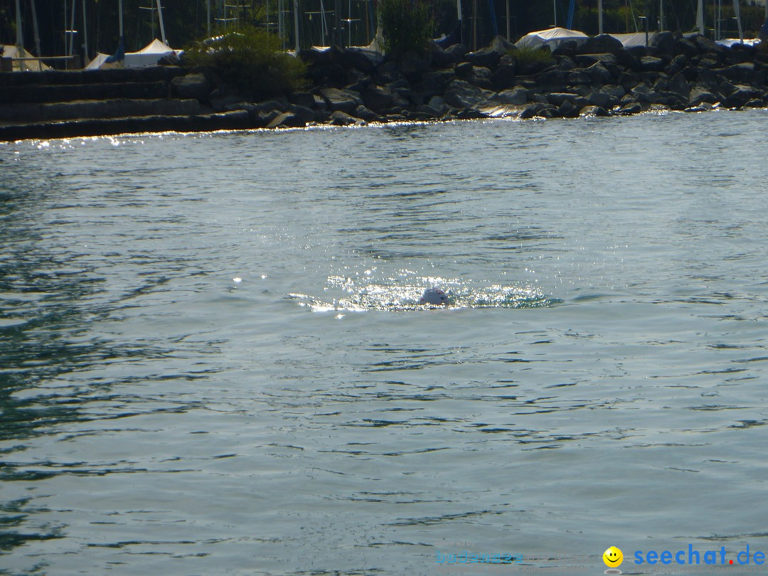 BODENSEEBOOT Breitenquerung, Juergen Genendsch: Friedrichshafen, 22.07.19