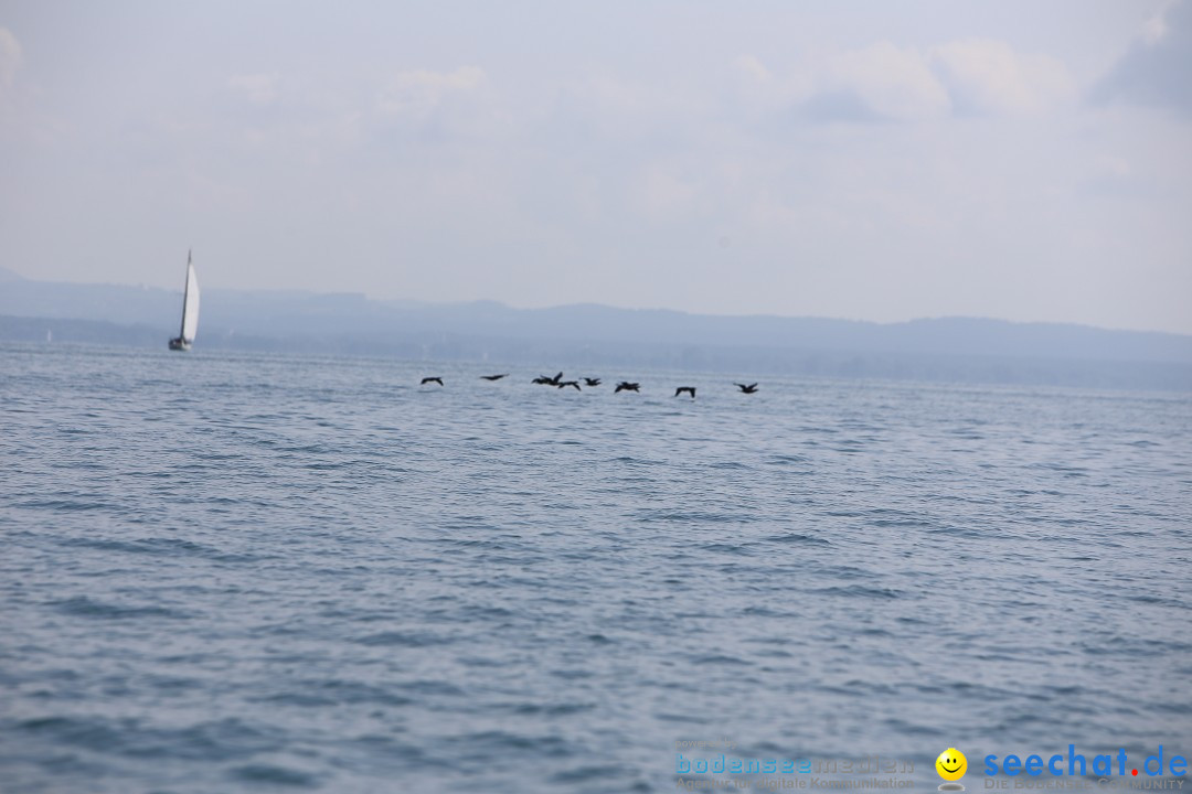 BODENSEEBOOT - Bodenseequerung: Patrick Loechle: Friedrichshafen, 01.08.201