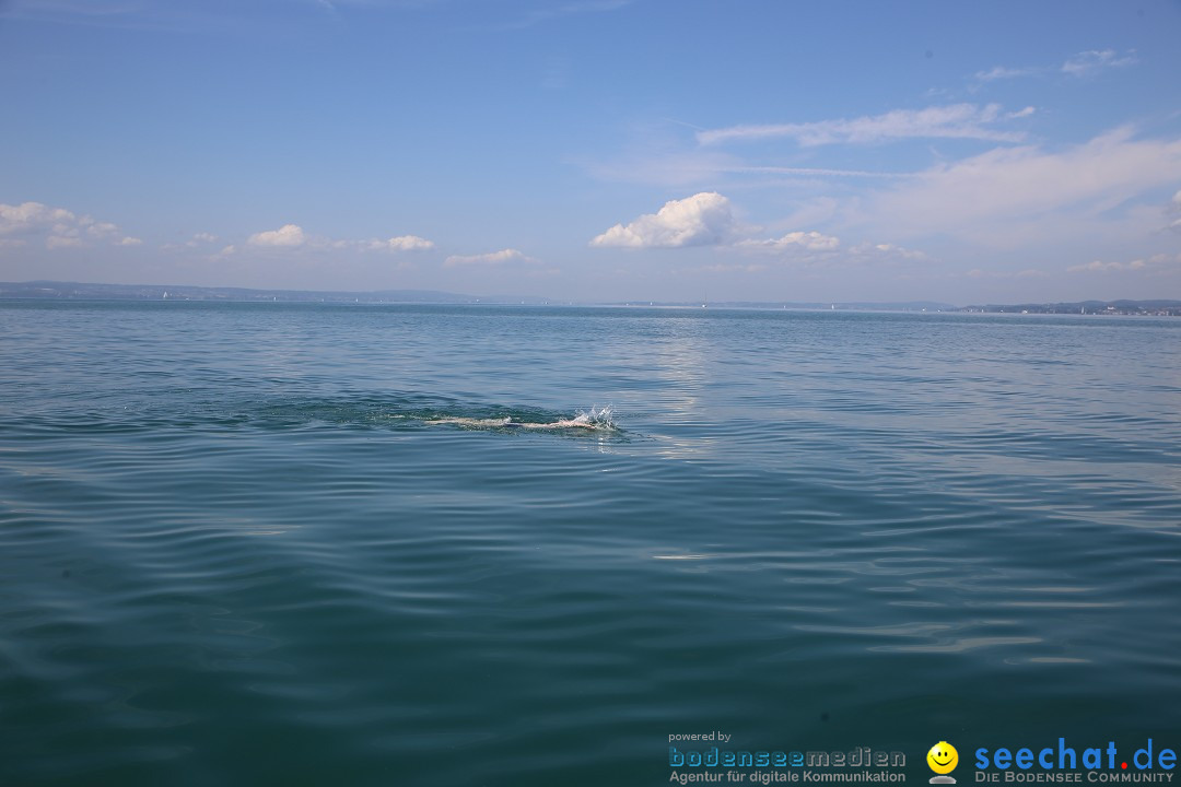 BODENSEEBOOT - Bodenseequerung: Patrick Loechle: Friedrichshafen, 01.08.201