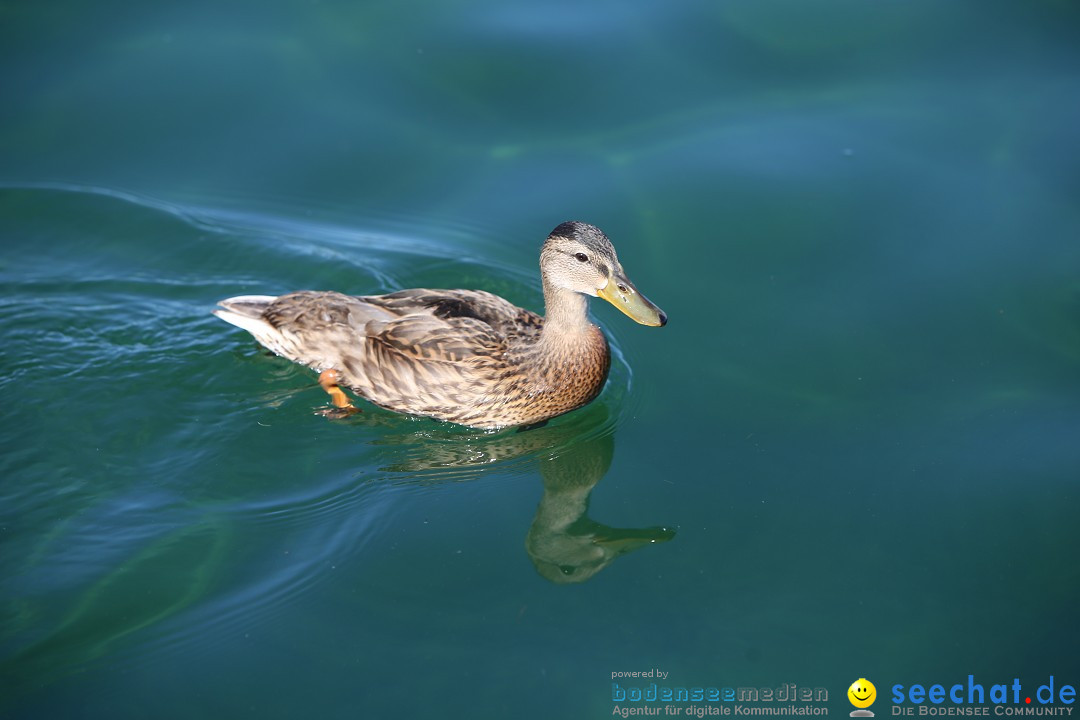 BODENSEEBOOT - Bodenseequerung: Stefan Koske: Friedrichshafen, 14.08.2019